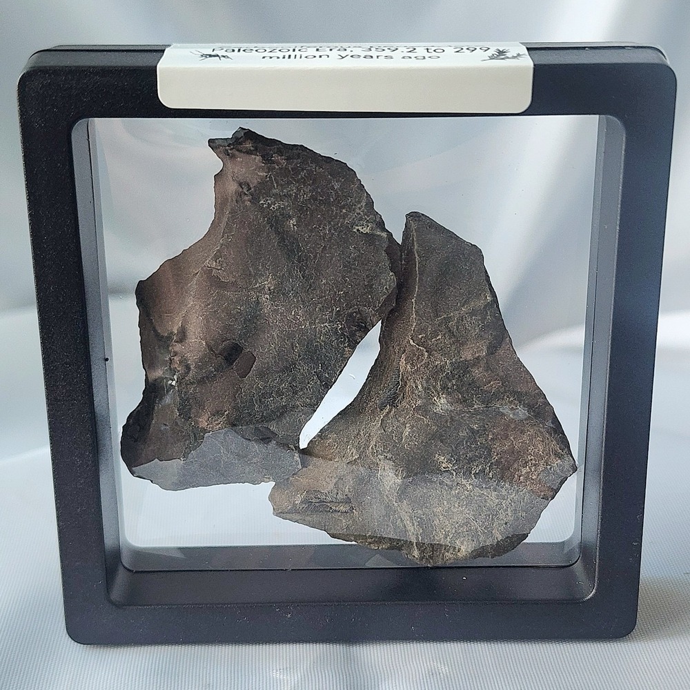 Unique Rare‎ Carboniferous Coal Era Fossil From World Famous Union Chaple Mines